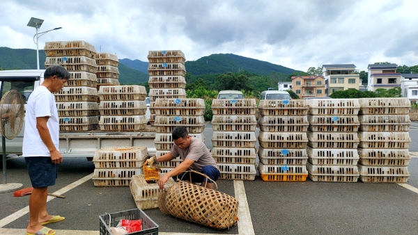 钟山县同古镇：赠送鸡苗助农户增收