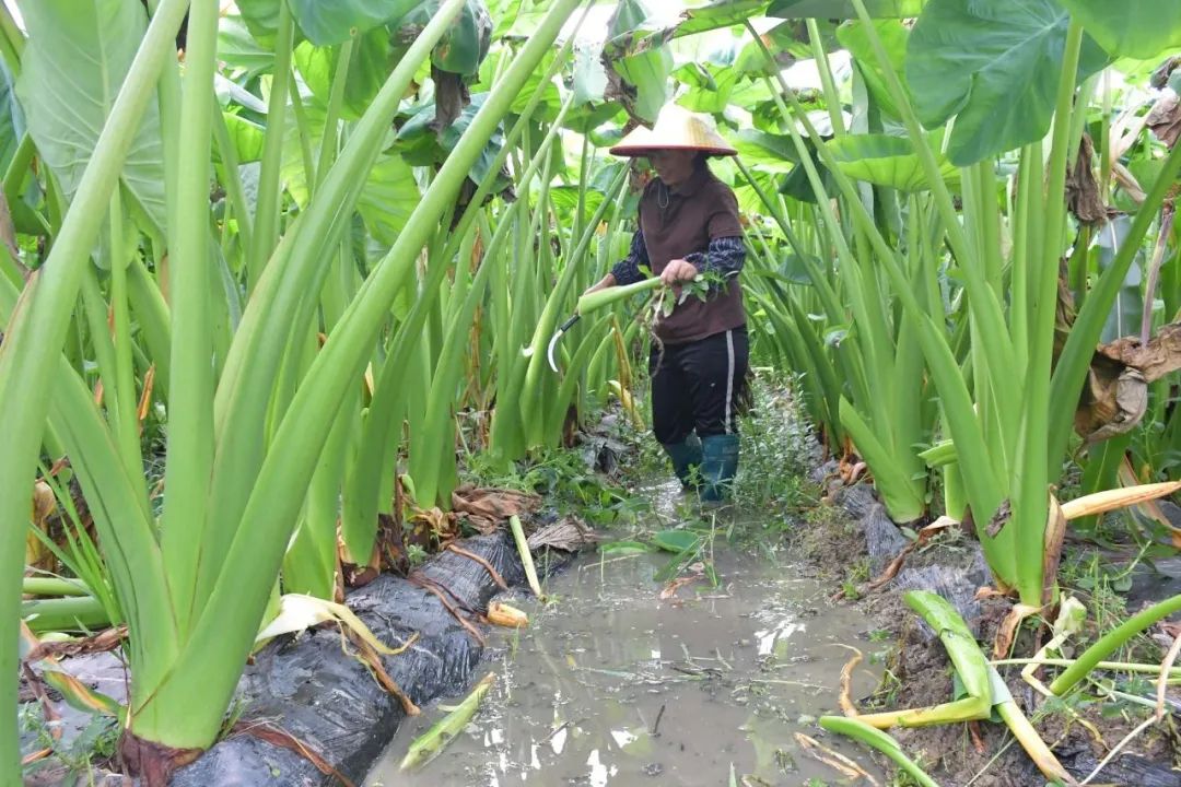 平桂区：壮大香芋产业 小芋头实现大作为