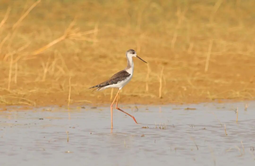捕鸟？严查不手软！贺州15部门联合行动守护 “空中驿站”